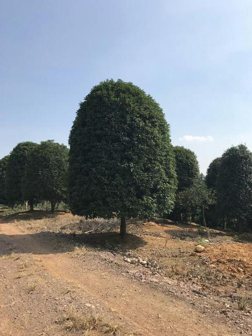 探索任意波形信號(hào)發(fā)生器的多種波形輸出方式
