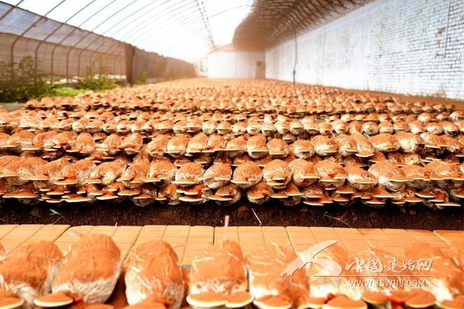 如何有效使用手持?jǐn)?shù)字示波器捕獲精確信號(hào)